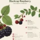 Blackcap Raspberry